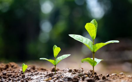 सीड पार्क से बीज उत्पादन में आत्मनिर्भर बनेगा यूपी, ग्रामीण रोजगार व कृषि अर्थव्यवस्था को मिलेगा नया आयाम