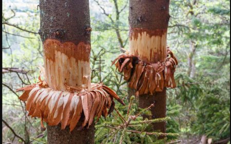 चीड़ की छाल में ढूंढा जीवन: पोलियोग्रस्त जीवन चंद्र जोशी ने बनाई आत्मनिर्भरता की मिसाल