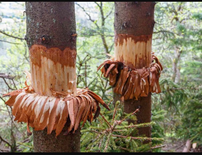 चीड़ की छाल में ढूंढा जीवन: पोलियोग्रस्त जीवन चंद्र जोशी ने बनाई आत्मनिर्भरता की मिसाल