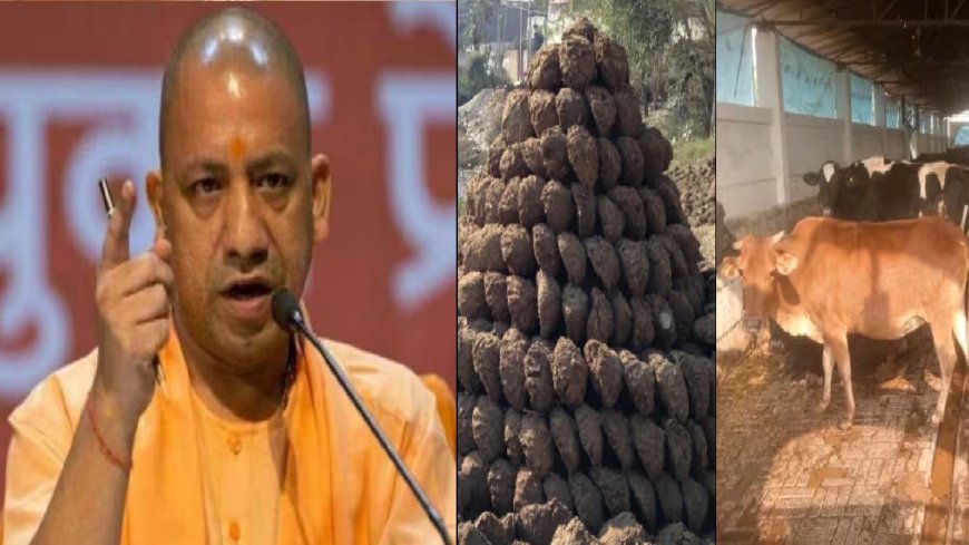 'गाय के गोबर से तैयार पेंट को सरकारी भवनों में किया जाए इस्तेमाल', सीएम योगी का अधिकारियों को निर्देश