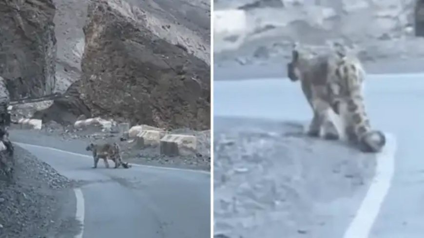 स्पीति वैली में पर्यटकों को दिखा ‘पहाड़ों का भूत’, नजारा देख सहम गए लोग