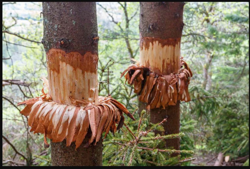 चीड़ की छाल में ढूंढा जीवन: पोलियोग्रस्त जीवन चंद्र जोशी ने बनाई आत्मनिर्भरता की मिसाल
