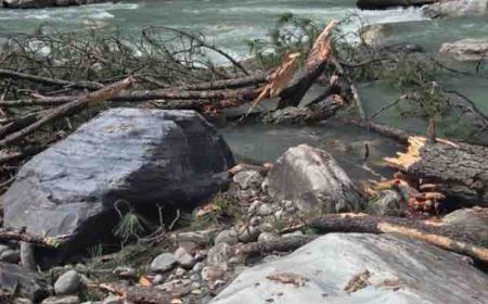 कुल्लू में 2 महिला टूरिस्ट घायल:तेज हवा के कारण पेड़ गिरा, एक की हालत गंभीर; पंजाब की रहने वाली