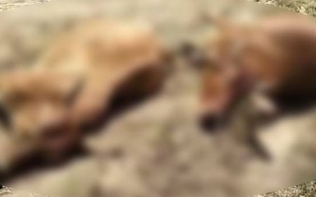 ऊना में करंट से किसान और दो बैलों की मौत:बिजली के खंभे से तार गिरी, खेत जोतते समय हुआ हादसा