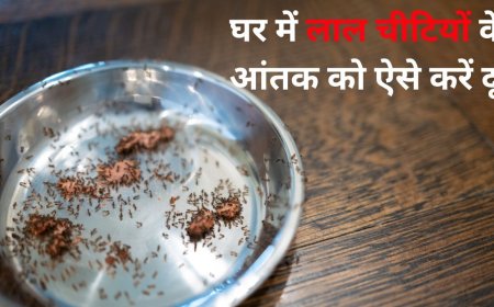 घर में लाल चींटियों का आतंक, इन 5 तरीकों से हो जाएंगी छूमंतर