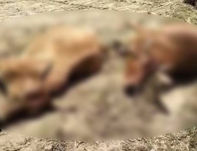 ऊना में करंट से किसान और दो बैलों की मौत:बिजली के खंभे से तार गिरी, खेत जोतते समय हुआ हादसा