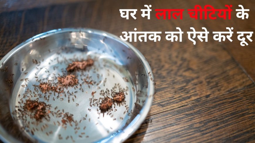 घर में लाल चींटियों का आतंक, इन 5 तरीकों से हो जाएंगी छूमंतर
