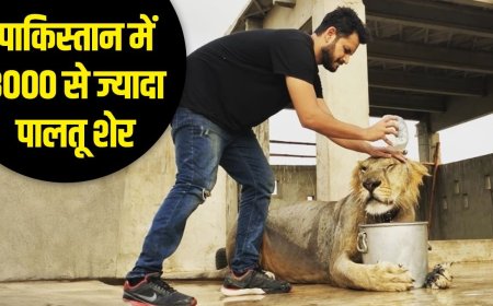 पाकिस्तान में भैंसे से भी सस्ते हैं शेर, ऐसे चलता है Pet Lion का पूरा सिस्टम