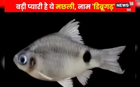 Dibrugarh Fish: ब्रह्मपुत्र की गहराई से निकली अनोखी मछली, वैज्ञानिकों ने दिया 'डिब्रूगढ़' का नाम