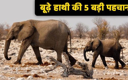 कितने साल जीता है हाथी? MP में एशिया की सबसे बूढ़ी हथिनी की मौत