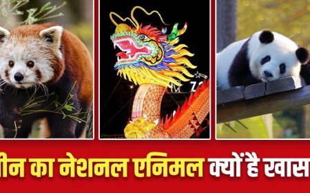 क्या है चीन का नेशनल एनिमल, जिस पर प्यार लुटाते हैं भारतीय?