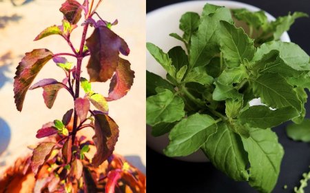 सावन में तुलसी की पत्तियां बैंगनी से हरी हो गईं, क्या है इसका मतलब