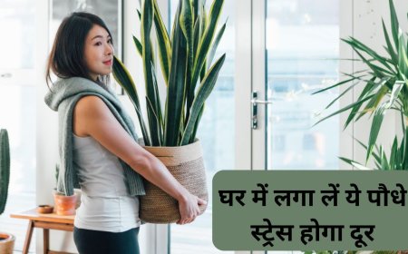 Indoor Plants: साफ हवा और स्ट्रेस होगा दूर.. घर में लगा लें ये खूबसूरत पौधे