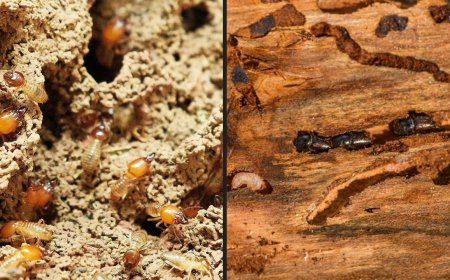 Home Remedies: दीमक का होगा सफाया, ये आसान और सस्ते तरीके अपनाएं