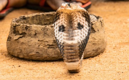 Nag Panchami: नागपंचमी पर कैसे पहचानें सपेरे के पास कोबरा असली है या नहीं? ये 5 अंतर याद रखें