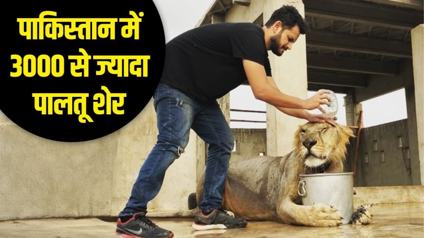 पाकिस्तान में भैंसे से भी सस्ते हैं शेर, ऐसे चलता है Pet Lion का पूरा सिस्टम