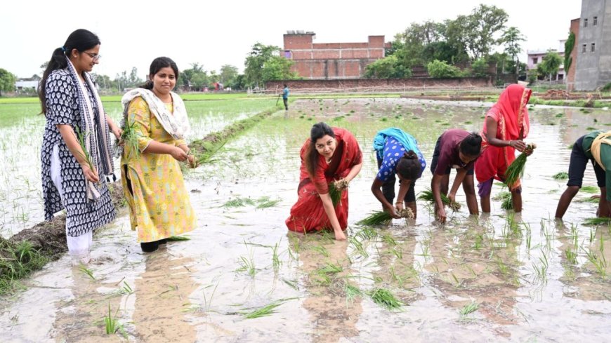 SDM मैडम ने की धान की रोपाई, ऑफिस छोड़ पहुंच गईं खेत; महिलाओं संग मिल की खेती