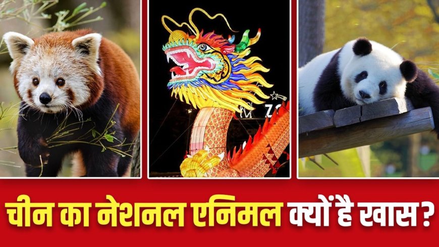क्या है चीन का नेशनल एनिमल, जिस पर प्यार लुटाते हैं भारतीय?