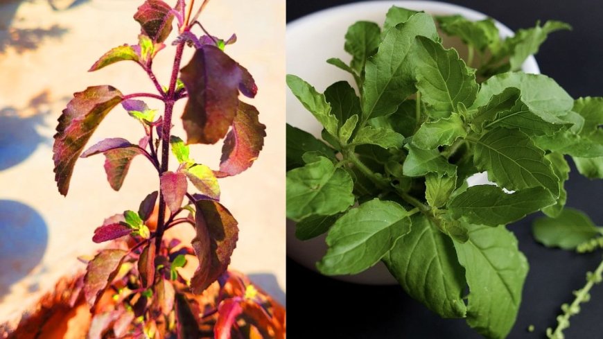 सावन में तुलसी की पत्तियां बैंगनी से हरी हो गईं, क्या है इसका मतलब