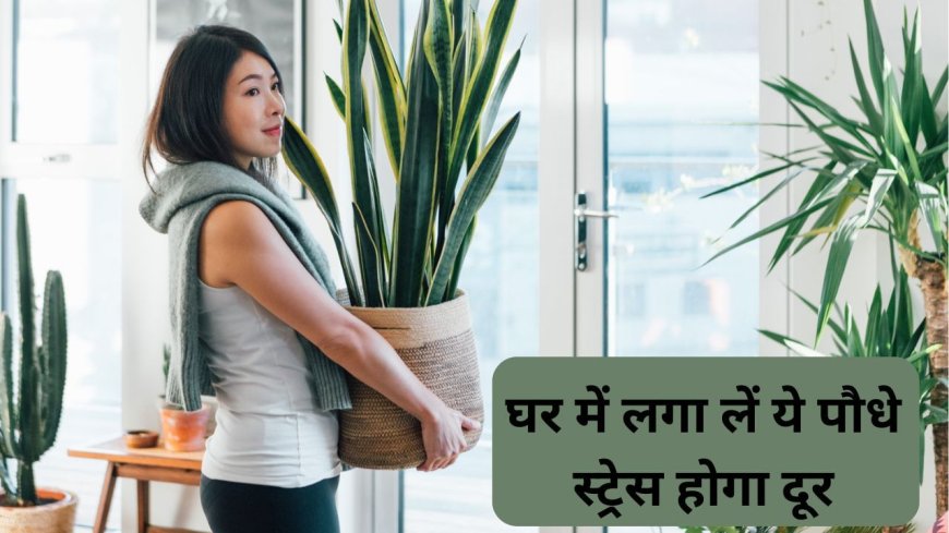 Indoor Plants: साफ हवा और स्ट्रेस होगा दूर.. घर में लगा लें ये खूबसूरत पौधे