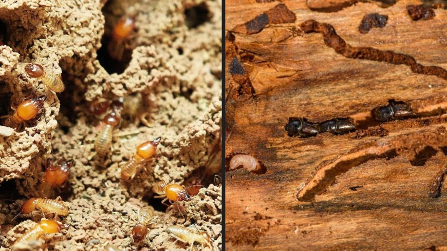 Home Remedies: दीमक का होगा सफाया, ये आसान और सस्ते तरीके अपनाएं