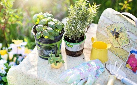 ये 5 देसी हर्ब्स घर में उगा सकते हैं आप, कई हैं सेहत को फायदे