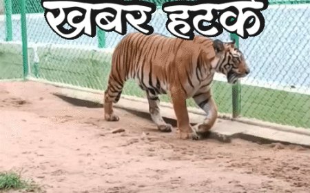 खबर हटके- चीन में बिक रही टाइगर की यूरिन:56 kmph की रफ्तार से उड़ने वाली मछली; जानिए ऐसी ही 5 रोचक खबरें