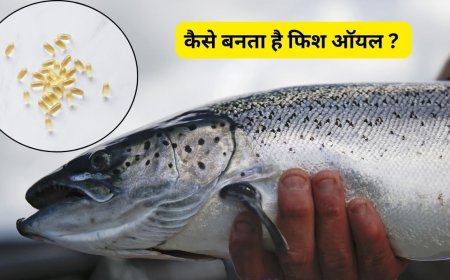 Fish Oil Making: कैसे बनता है फिश ऑयल, जान लें इसके 5 जबरदस्त फायदे