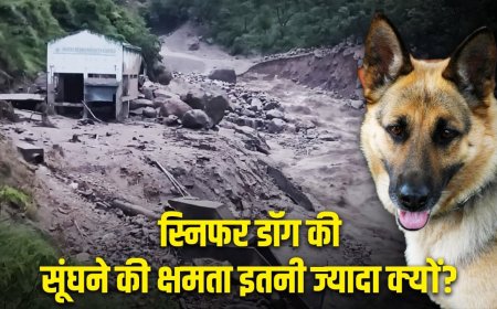 उत्तरकाशी हादसा: कितनी गहराई तक सूंघ लेते हैं खोजी कुत्ते? धराली में लापता लोगों को तलाशेंगे डॉग