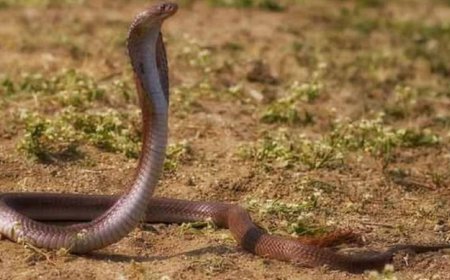 कोबरा ने डसा, डॉक्टरों ने कर दिया मासूम को ठीक, फिर 8 घंटे बाद दोबारा फैलने लगा जहर