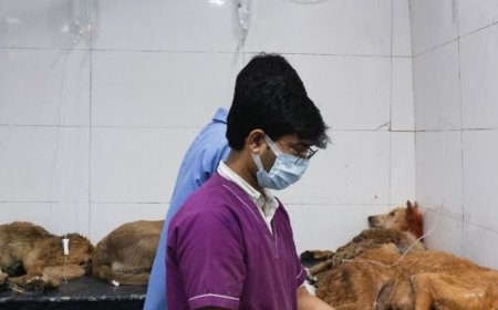 देश में 1.53 करोड़ आवारा कुत्ते:70% को सालभर में टीके लगेंगे, तीन मंत्रालयों ने राज्यों को जारी की एडवायजरी