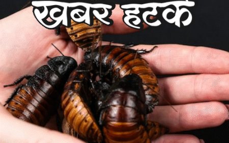 खबर हटके-कॉकरोच का दूध गाय से 3 गुना ज्यादा हेल्दी:इजराइल में समुद्र का पानी लाल हुआ; जानिए ऐसी ही 5 रोचक खबरें