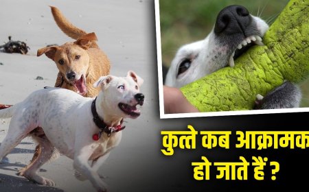 कुत्ते कब-कब आक्रामक होकर काटते हैं, खुद को कैसे बचाएं? 5 बड़ी वजह