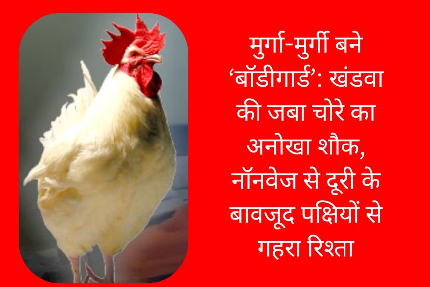 मुर्गा-मुर्गी बने ‘बॉडीगार्ड’: खंडवा की जबा चोरे का अनोखा शौक, नॉनवेज से दूरी के बावजूद पक्षियों से गहरा रिश्ता
