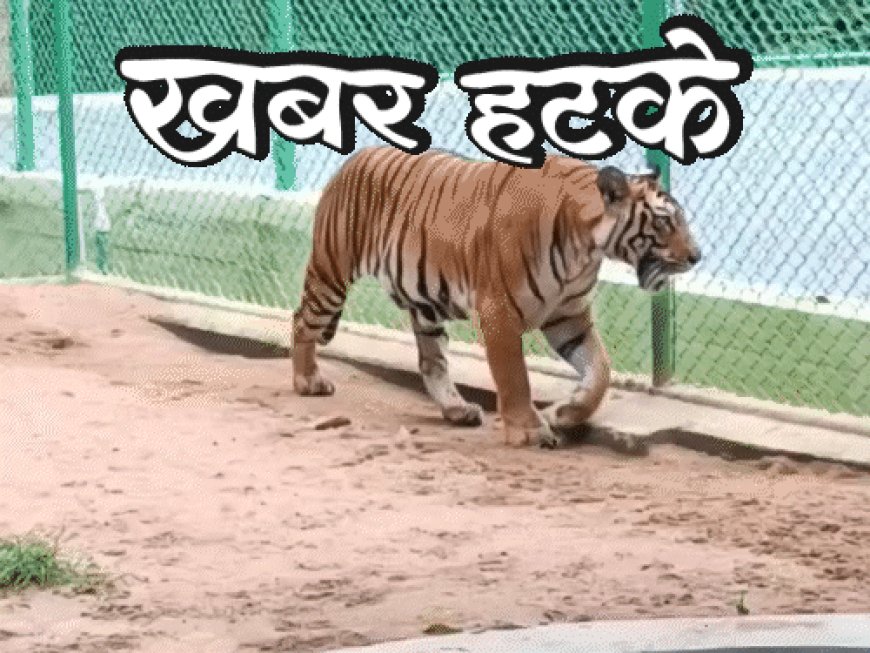 खबर हटके- चीन में बिक रही टाइगर की यूरिन:56 kmph की रफ्तार से उड़ने वाली मछली; जानिए ऐसी ही 5 रोचक खबरें