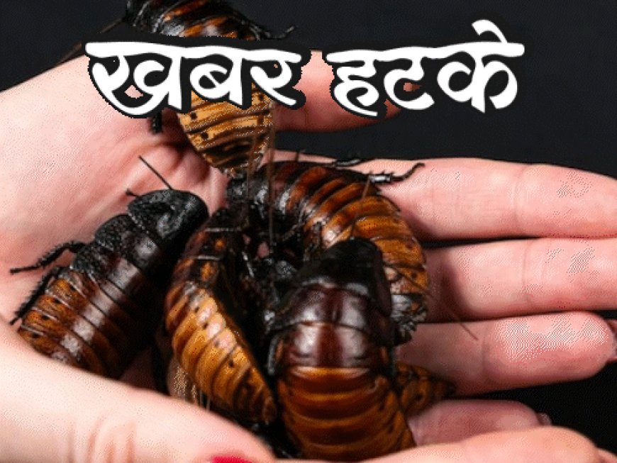 खबर हटके-कॉकरोच का दूध गाय से 3 गुना ज्यादा हेल्दी:इजराइल में समुद्र का पानी लाल हुआ; जानिए ऐसी ही 5 रोचक खबरें